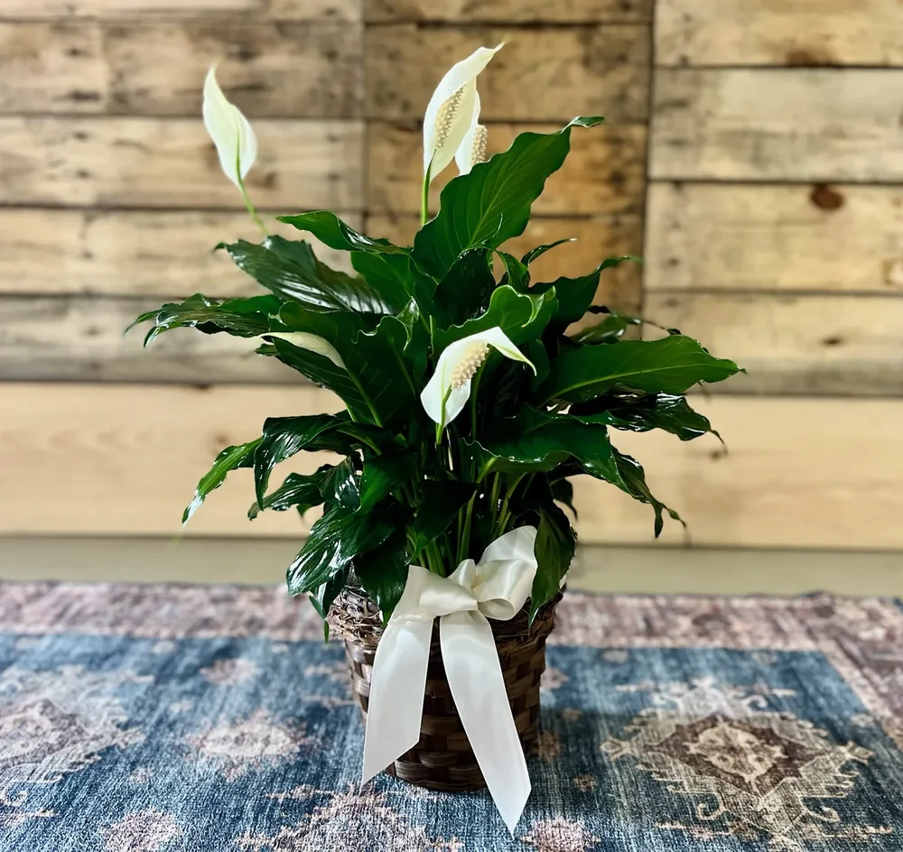 6″ Peace Lily by DeVine's Flowers & Botanicals