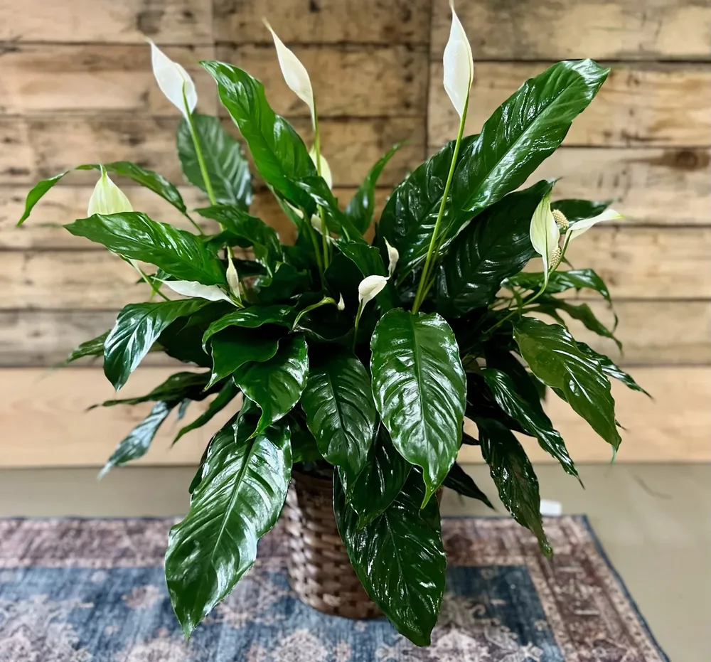 8″ Peace Lily by DeVine's Flowers & Botanicals