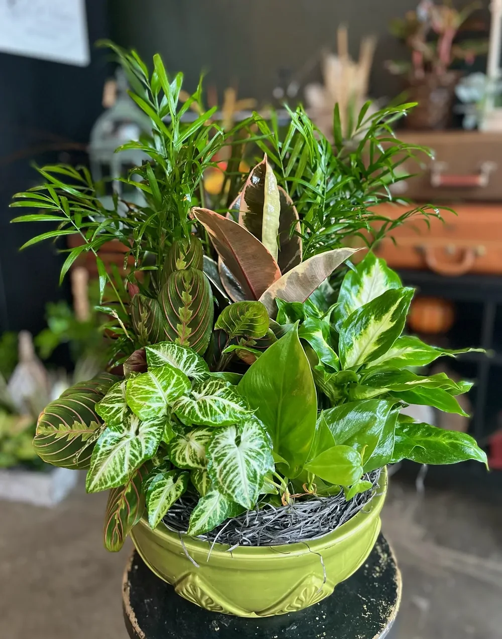 Large Ceramic Dish Garden by DeVine's Flowers & Botanicals