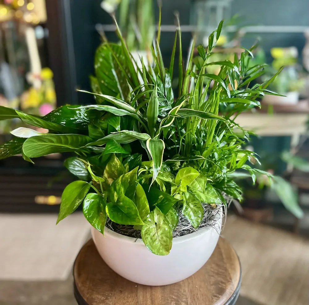 Medium Ceramic Dish Garden by DeVine's Flowers & Botanicals