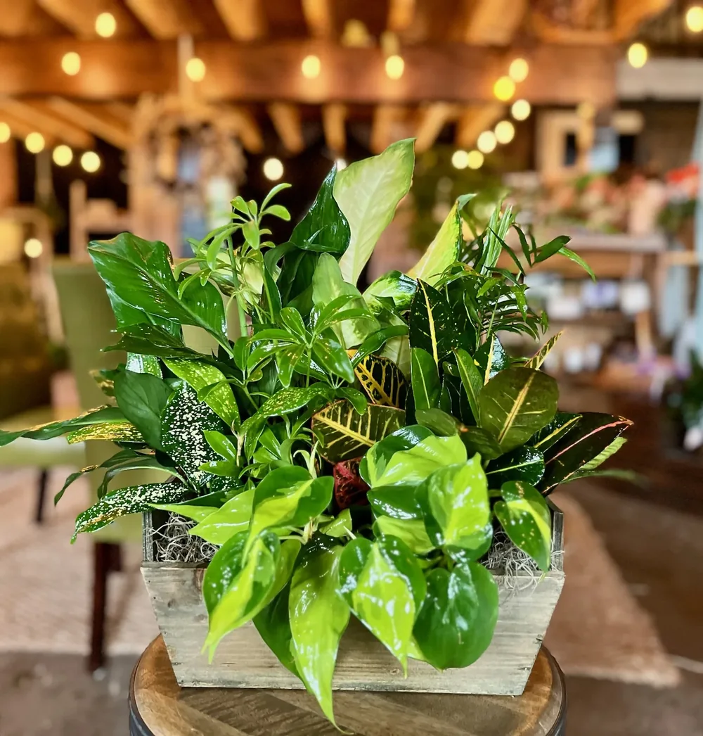 Rustic Box Planter by DeVine's Flowers & Botanicals