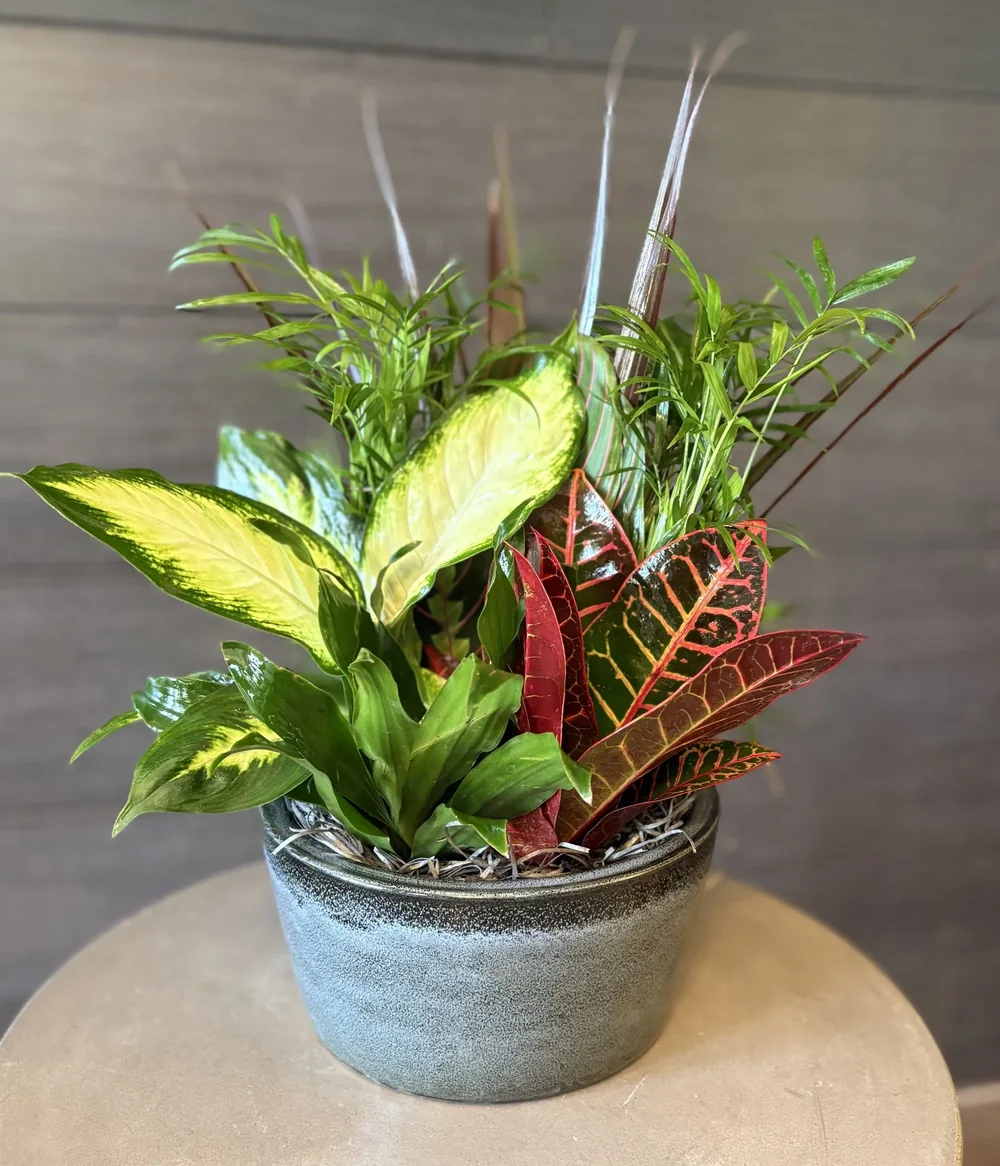 Small Ceramic Dish Garden by DeVine's Flowers & Botanicals