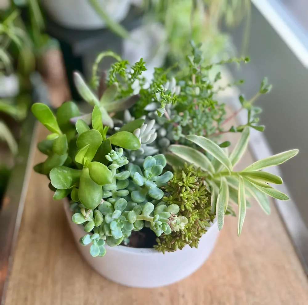 Succulent Garden by DeVine's Flowers & Botanicals